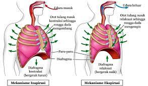 Pernapasan perut adalah proses bernapas yang menggunakan otot diafragma. Mekanisme Pernafasan Manusia Beserta Proses Dan Jenisnya