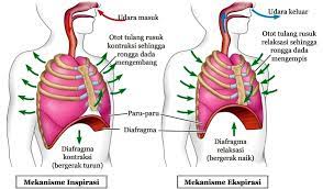 Sistem pernapasan ini dinilai kurang bagus, dikarenakan tidak. Mekanisme Pernafasan Manusia Beserta Proses Dan Jenisnya