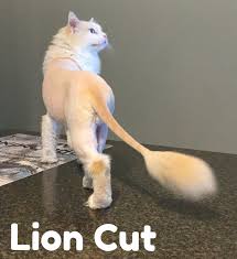 In 2017, the cat specialist group published their reclassification of lions into two new subspecies: Grooming Catagonia