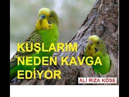 Muhabbet Kuslarinda Disi Kus Erkek Kusu Neden Dover Youtube