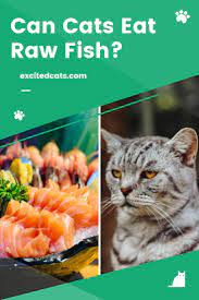 Can Cats Eat Raw Fish Eating Raw Canning Fish