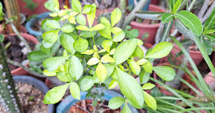 Image result for Commiphora pteleifolia