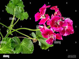 Image result for Abutilon englerianum