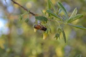 Image result for Diospyros lycioides