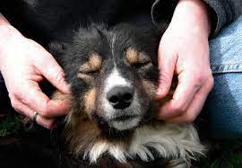 Animals Help Humans The Beauty Of Adoption Companion Animals Topics Campaigns Topics Four Paws International