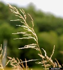 Image result for Eragrostis phyllacantha