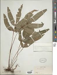 Image result for Pteris burtonii