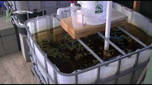 Check spelling or type a new query. The Backyard Farmer Aquaponics Bad News For The Duckweed And Chemistry Test On The Water Apho2018