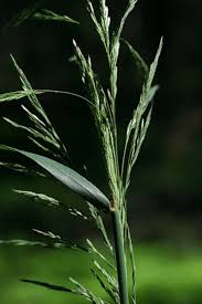 Image result for Loudetia arundinacea