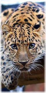 Hey I See You Y Amur Leopard Animal Wildness Puma Big Cat Panthera Panther Jaguar Nature Amazing Closeup Animaux Beaux Animaux Sauvages Beaux Chats