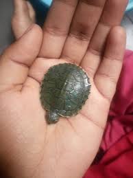 Pet turtle species that stay small: Can Turtles Live Without A Heater Quora