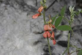 Image result for Indigofera subulata