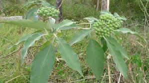 Image result for Solanum mauritianum