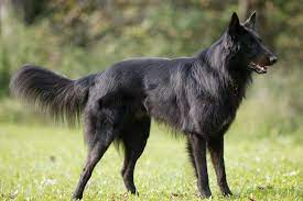 The oe sheepdog is a large dog breed, and therefore, particularly susceptible to. Belgian Sheepdog Puppies For Sale From Reputable Dog Breeders
