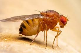 Were it not for environmental conditions and predation, we'd be overrun by house flies. Xrkt0liiblbvlm