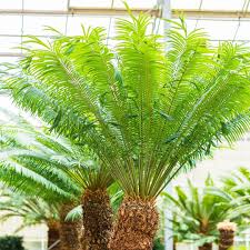 Image result for Cycas thouarsii