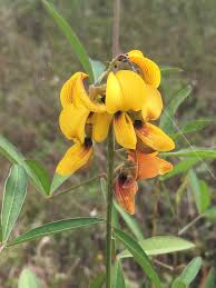 Image result for Crotalaria trichotoma