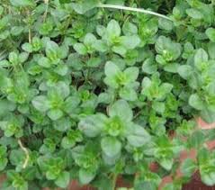 Image result for Alepidea amatymbica