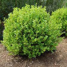 Golden dream japanese boxwood is a slow growing, rounded evergreen shrub with soft variegated yellow and green foliage reaching 2 to 3 feet tall and 3 to 3 feet wide. Buxus Microphylla Golden Dream Golden Dream Boxwood From Saunders Brothers Inc