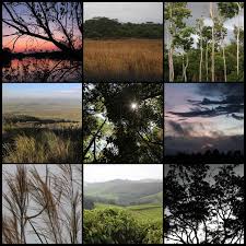 20 000 years of african vegetation change