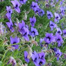 Image result for Monopsis