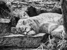 The Lioness Drawing By Alexander Levett By Alexanderjohn77 Deviantart Com On Deviantart Big Cats Art Drawings Animals Black And White