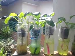 Opsi pertama, jika anda ingin membuat kebun mini, yaitu dengan membuat kotak kayu. Mini Kebun Di Rumah Youtube