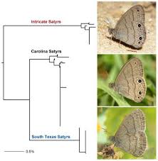 Image result for Satyrium kitimboense