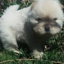 Satilik Cin Aslani Yavrularini Gormek Icin Ziyaret Edin Http Www Kankakopek Com Satilik Chow Chow Yavrulari Chow Chow Kopek Aslan