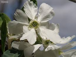 Image result for Exochorda