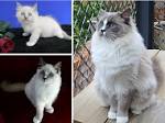 Blue Bicolor Lynx Male Ragdoll (SOLD) - Ragdoll Cats and ...