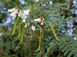 Image result for Tephrosia meisneri