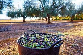 Albanians Top Global Consumers Of Table Olives Iia