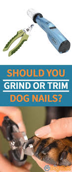 Pin On Doggy Questions