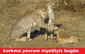 Ahahahah Komik Hayvan Viralleri Hayvan Fikralari