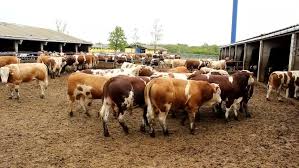 Are You Looking Cattle For Sales Check Out This Range Of Online Marketplaces Where You Can Get Answer For Question How To B Cattle This Or That Questions Sale