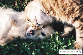 Is there another way that they can get that, and about what is the dosage that you would recommend? Essential Oils For Pets Are They Actually Safe To Use Ora Leaders