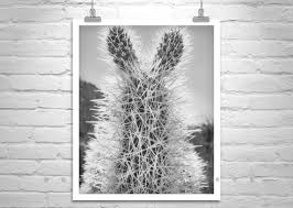 Black And White Cactus Print Black And White Cactus Photo Desert Cactus Print Cholla Cactus Art In Black And White In 2019 Cactus Art Cactus Print Black White