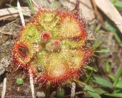 Its natural geographical range includes the tropical and subtropical regions of asia , australia, india, japan,southeast asia,oceania , africa and china 's guangxi , guangdong , yunnan. Drosera Burmanni Efloraofindia