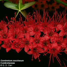 Image result for Combretaceae