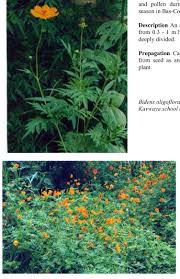 Image result for Bidens oligoflora