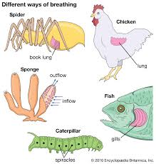 Respiratory System Definition Organs Function Facts