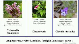 Image result for Acrotome inflata