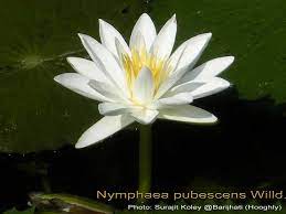 Pin On Flower Water Lily