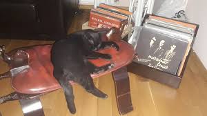Kedi Kovucu Sprey Uludag Sozluk