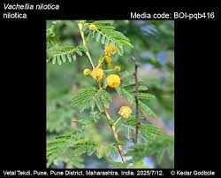Image result for Embelia nilotica