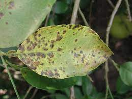 The leaves shimmer green in spring before putting on a show and turning yellow, orange, and red in fall. Pests Diseases Citrus Com