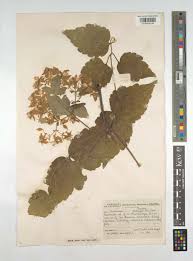 Image result for Clematis welwitschii