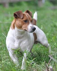 Jack Russells Jack Russell Puppies Jack Russell Terrier