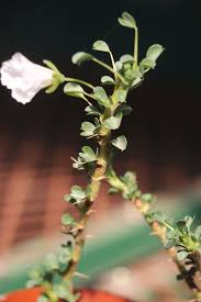 Image result for Monsonia glauca